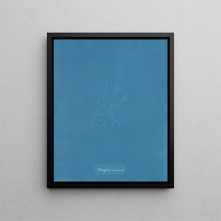 Anna Atkins - Mesogloia coccinea.webp