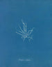 Mesogloia mutifida - Anna Atkins — widok dzieła