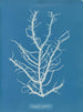 Mesogloia purpurea - Anna Atkins — widok dzieła