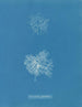 Microcladia glandulosa - Anna Atkins — widok dzieła