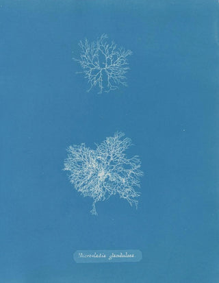 Anna Atkins - Microcladia glandulosa.webp