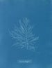Naccaria Wigghii - Anna Atkins — widok dzieła