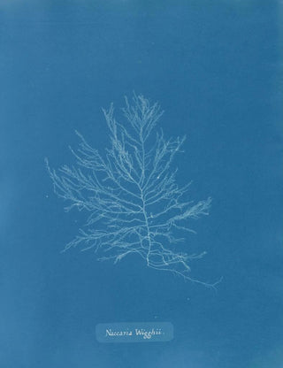 Anna Atkins - Naccaria Wigghii.webp