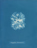 Nitophyllum Bonnemaisoni - Anna Atkins — widok dzieła