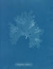 Nitophyllum Gmeleni - Anna Atkins — widok dzieła