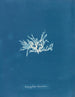 Nitophyllum lacéré - Anna Atkins — widok dzieła