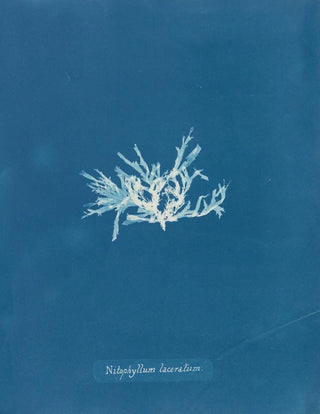 Anna Atkins - Nitophyllum laceratum.webp
