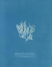 Reprodukcja obrazu Nitophyllum laceratum - Anna Atkins