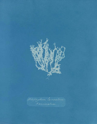 Anna Atkins - Nitophyllum laceratum uncinatum.webp