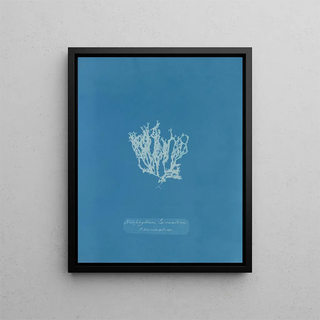 Anna Atkins - Nitophyllum laceratum uncinatum.webp