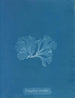 Nitophyllum punctatum - Anna Atkins — widok dzieła