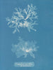 Nitophyllum punctatum - Anna Atkins — widok dzieła