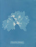Nitophyllum ulvoideum - Anna Atkins — widok dzieła