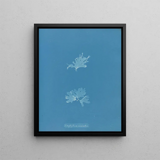 Anna Atkins - Nitophyllum versicolor.webp