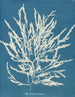 Odonthalie dentée - Anna Atkins — widok dzieła