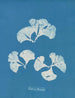 Padina Pavonia - Anna Atkins — widok dzieła