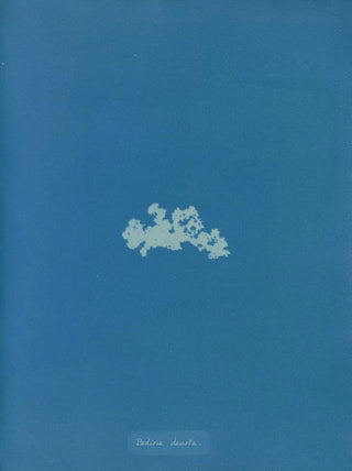 Anna Atkins - Padina deusta.webp