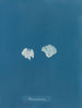 Padina Pavonia (Cas Conflit) - Anna Atkins — widok dzieła