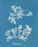 Phyllophora rubens - Anna Atkins — widok dzieła