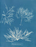 Plocamium cramoisi - Anna Atkins — widok dzieła