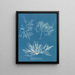 Plocamium cramoisi - Anna Atkins — oprawiony obraz na ścianie