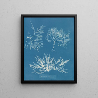 Anna Atkins - Plocamium coccineum.webp