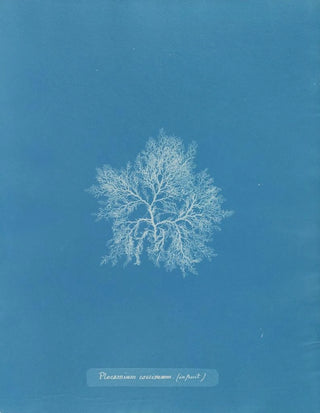 Anna Atkins - Plocamium coccineum in fruit.webp