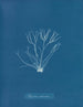 Polyides ronds - Anna Atkins — widok dzieła
