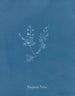 Polysiphonia Brodiaei Partie X - Anna Atkins — widok dzieła
