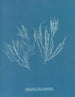 Polysiphonia atroscens - Anna Atkins — widok dzieła