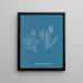 Polysiphonia atroscens - Anna Atkins — oprawiony obraz na ścianie