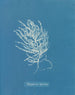 Polysiphonia byssoides autorstwa Anny Atkins — widok dzieła