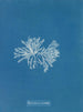 Polysiphonia cristata - Anna Atkins — widok dzieła
