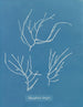 Polysiphonia elongata - Anna Atkins — widok dzieła