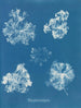 Polysiphonia fastigiata - Anna Atkins — widok dzieła