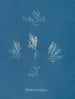 Polysiphonia fructiculosa - Anna Atkins — widok dzieła
