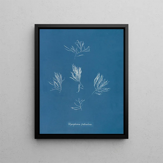 Anna Atkins - Polysiphonia fruticulosa.webp