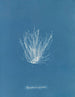 Polysiphonia nigrescens - Anna Atkins — widok dzieła