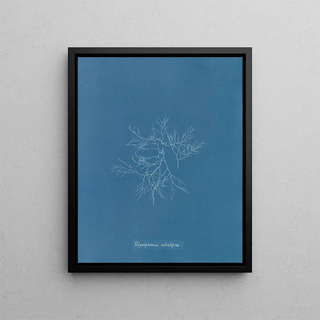 Anna Atkins - Polysiphonia subulifera.webp