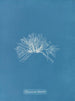 Polysiphonia thuyoides - Anna Atkins — widok dzieła