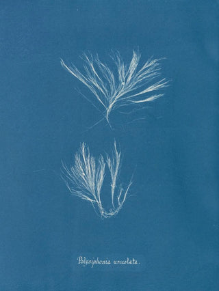 Anna Atkins - Polysiphonia urceolata.webp