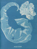 Porphyra laciniata - Anna Atkins — widok dzieła