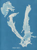 Porphyra vulgaris - Anna Atkins — widok dzieła
