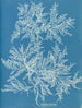 Ptilota plumosa - Anna Atkins — widok dzieła
