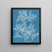 Ptilota plumosa - Anna Atkins — oprawiony obraz na ścianie