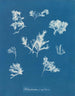 Ptilota plumosa - Anna Atkins — widok dzieła