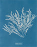 Ptilota sericea - Anna Atkins — widok dzieła