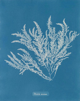 Anna Atkins - Ptilota sericea.webp