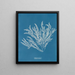 Ptilota sericea - Anna Atkins — oprawiony obraz na ścianie