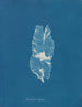 Punctaria latifolia - Anna Atkins — widok dzieła